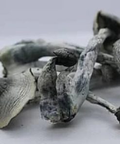 Buy hallucinogenic mushrooms