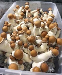 magics mushroom