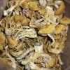 Magic mushshroom kaufen